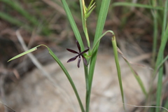 Iphigenia indica